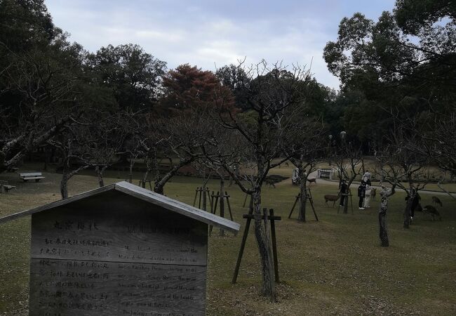片岡梅林 クチコミ アクセス 営業時間 奈良市 フォートラベル 片岡梅林 クチコミ アクセス 営業時間 奈良市 フォートラベル