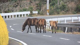 野生馬の生息地