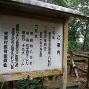 椎葉村十根川神社の指定天然記念物八村杉