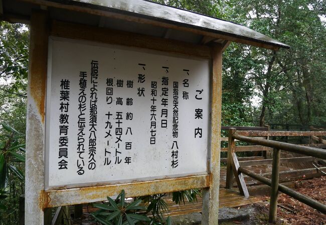 椎葉村十根川神社の指定天然記念物八村杉