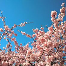河津桜が満開です