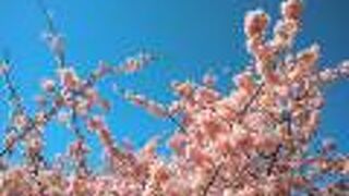 河津桜見物の帰りに行ってみました。