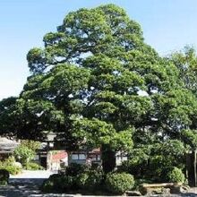 本堂の斜め前にある見事な樹齢400年以上もある巨木「夫婦槙」