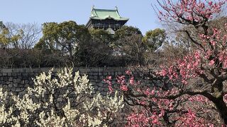 令和3年2月11日の開花状況 ♪