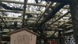 樹齢は800年とか