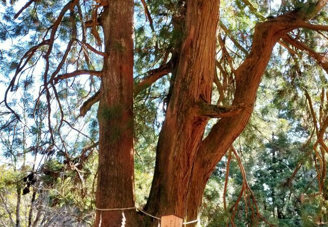 大山登山道の男坂にある御神木