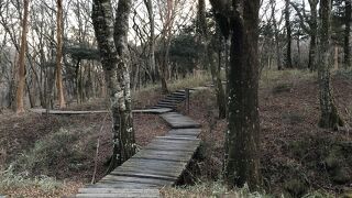 森林浴のできる美術館の散歩道