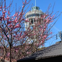 「シーキャンドル」と梅