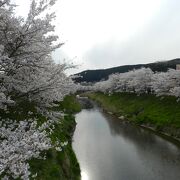 宇陀川沿いにずっと続く桜並木／4月中旬頃が見頃です