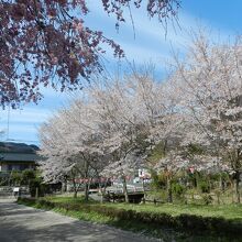 駐車場の周りの桜も綺麗でした