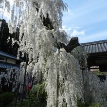 小糸しだれ桜