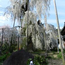 小糸しだれ桜