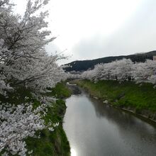 宇陀川の両側に咲く桜並木は見事！