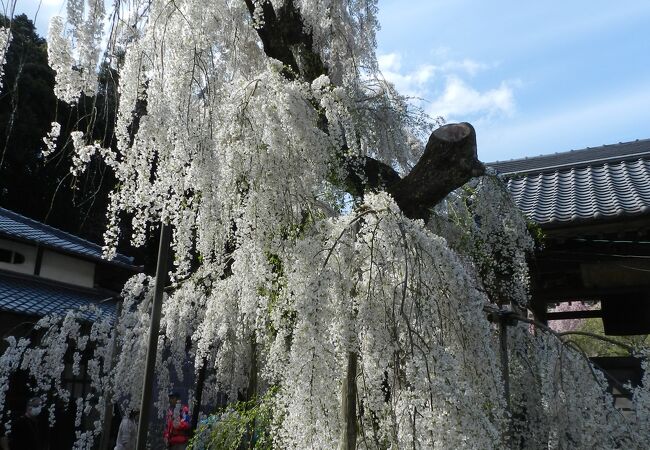 しだれ桜が見事でした！