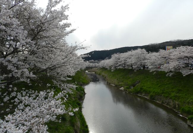 宇陀川沿いにずっと続く桜並木／4月中旬頃が見頃です