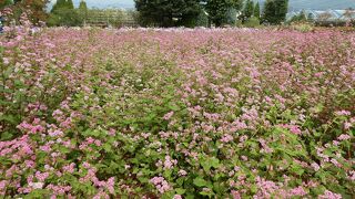 物販で有名ですがきれいな花や珍しい花も