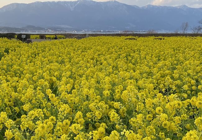 第1なぎさ公園菜の花畑 クチコミ アクセス 営業時間 守山 フォートラベル