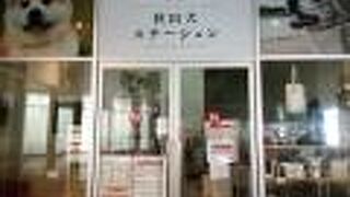 秋田犬ステーション