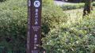 緑の中の散策を楽しみました