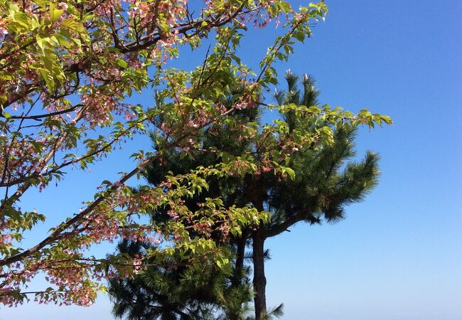 河津桜がきれい