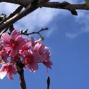 ハワイにも桜がある