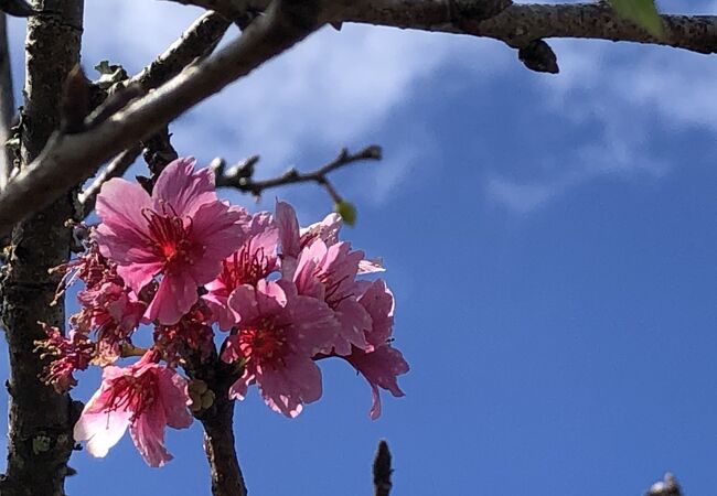 ハワイにも桜がある