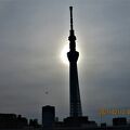 東京スカイツリーと隅田川の桜