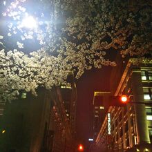 江戸桜通りの夜桜