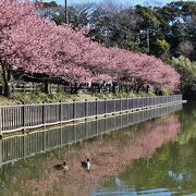 湖畔に映える河津桜