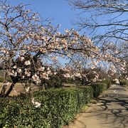 湘南産の玉縄桜