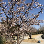 早咲きのソメイヨシノ、玉縄桜が見られる