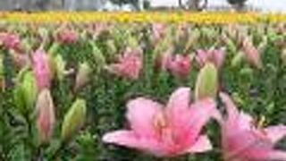 無料で楽しめる