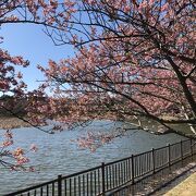 池の畔の河津桜がきれい