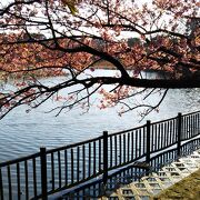 河津桜がきれいな公園☆