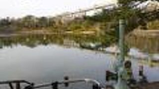 千葉公園内にある美しい池