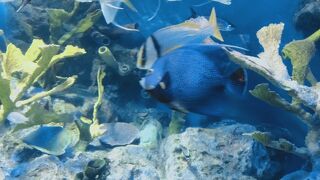 都心水族館の先駆け？