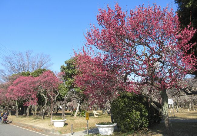 大宮第二公園 梅まつり クチコミ アクセス 営業時間 大宮 フォートラベル