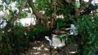 パパイヤカレー