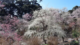 しだれ梅が素晴らしい