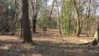 御苑の中にある森