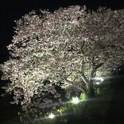 河津さくら夜はライトアップ