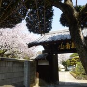 桜の時期に