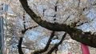 春は桜通りに！