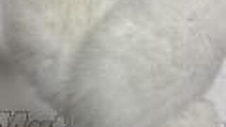 FOX ファー　を購入