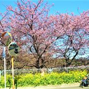 小松ヶ池公園の河津桜(2021/2)