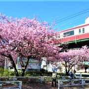 `桜まつり`は初めて中止、でも 桜は満開(2021/2) 