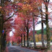 紅葉の街路樹が目を惹いていました