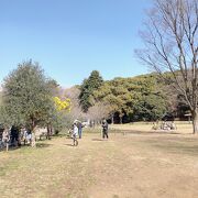 渋谷・原宿・代々木に接す東京ドーム11個分の広さを持つ都心のオアシス的公園