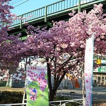 参考) 桜まつり(2018/2)