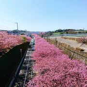 今年も綺麗な河津桜